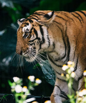Wildlife Tours